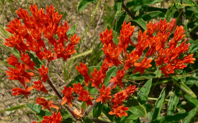 {Asclepias tuberosa}